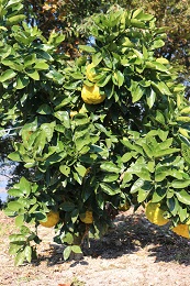 獅子柚子2017.11.2