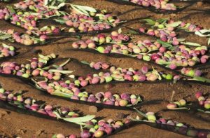 栗原さんオススメ画像