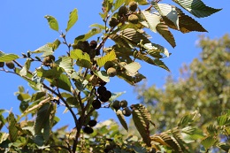 やしゃぶし2017.11