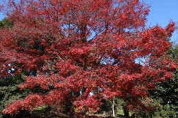 紅葉2017.12.2