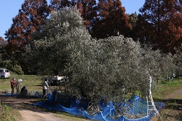 収穫風景2017.12.1