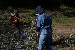 収穫風景2017.12.3