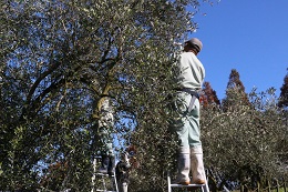 収穫風景2017.12.2