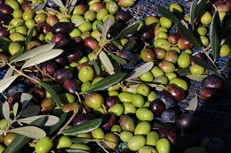 収穫風景2017.12.4