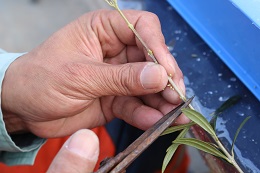 オリーブの挿し芽2018.1.7