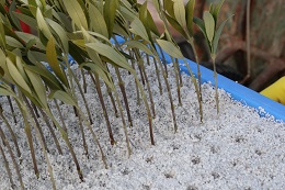 オリーブの挿し芽2018.1.1