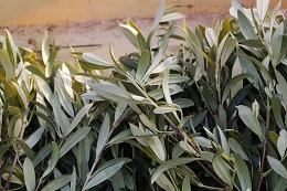 オリーブの挿し芽2018.1.5