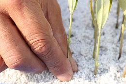 オリーブの挿し芽2018.1.2