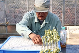 オリーブの挿し芽2018.1.4