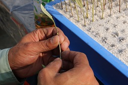 オリーブの挿し芽2018.1.6