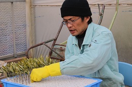 オリーブの挿し芽2018.1.3