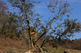 今日剪定2018.2.6