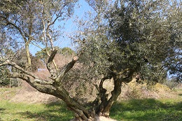 今日剪定2018.2.4