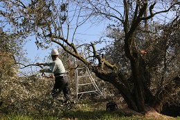 今日剪定2018.2.5