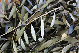 2017.2.1.1オリーブ染め