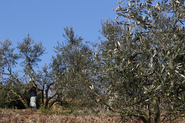 農園だより オリーブの剪定作業始まる 日本オリーブ公式通販 農園だより オリーブの剪定作業始まる 日本オリーブ公式通販