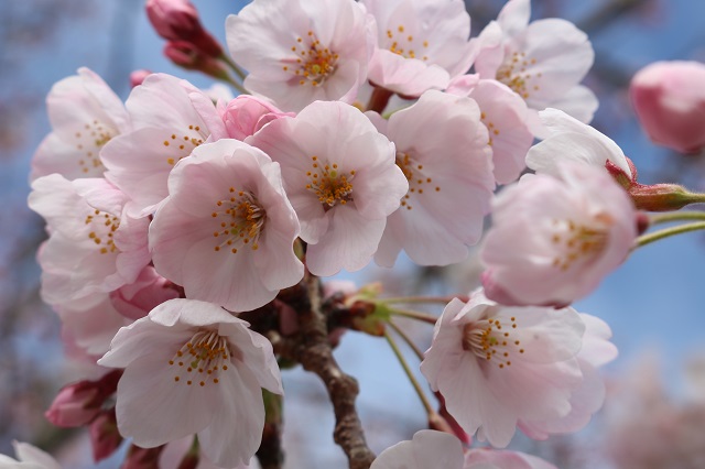 【農園だより】オリーブ園桜の季節