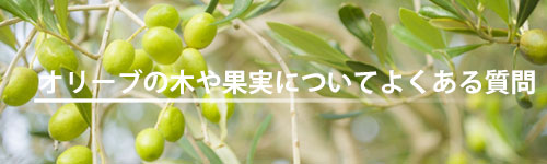 オリーブの木 苗木の通販の日本オリーブ公式
