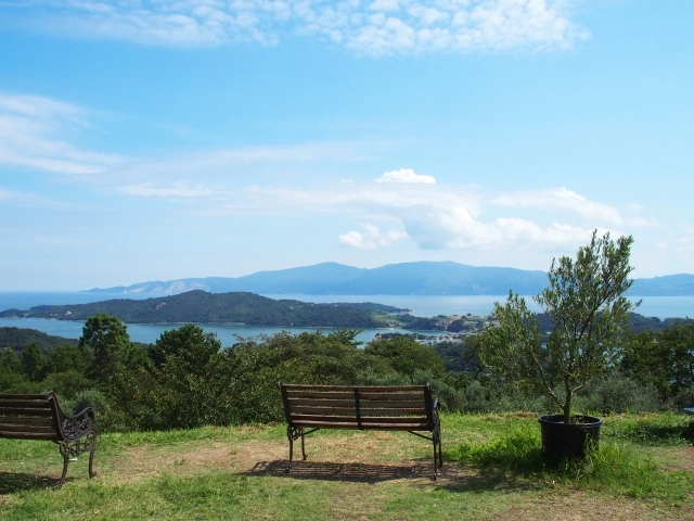 オリーブの木・苗木の通販の日本オリーブ公式