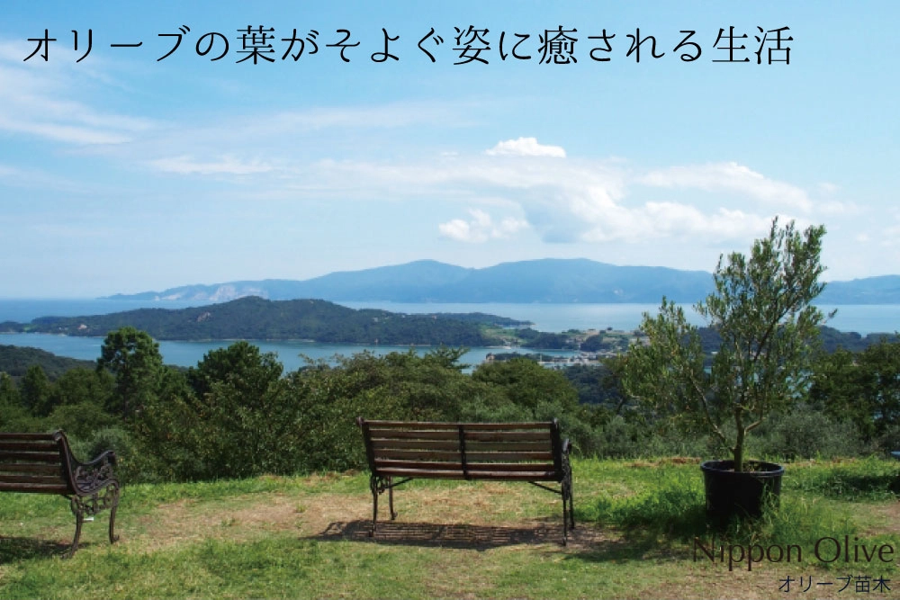 オリーブの木・苗木の通販の日本オリーブ公式