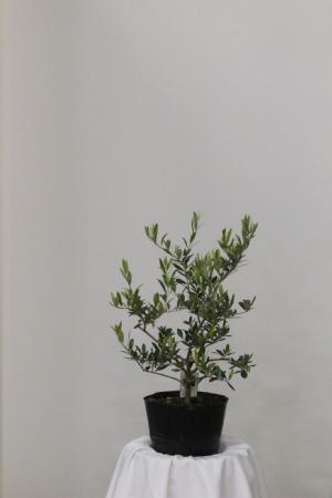 《現品》オリーブの木　アルベキナ　樹高1.3ｍ（根鉢含まず）02《苗木/植木》